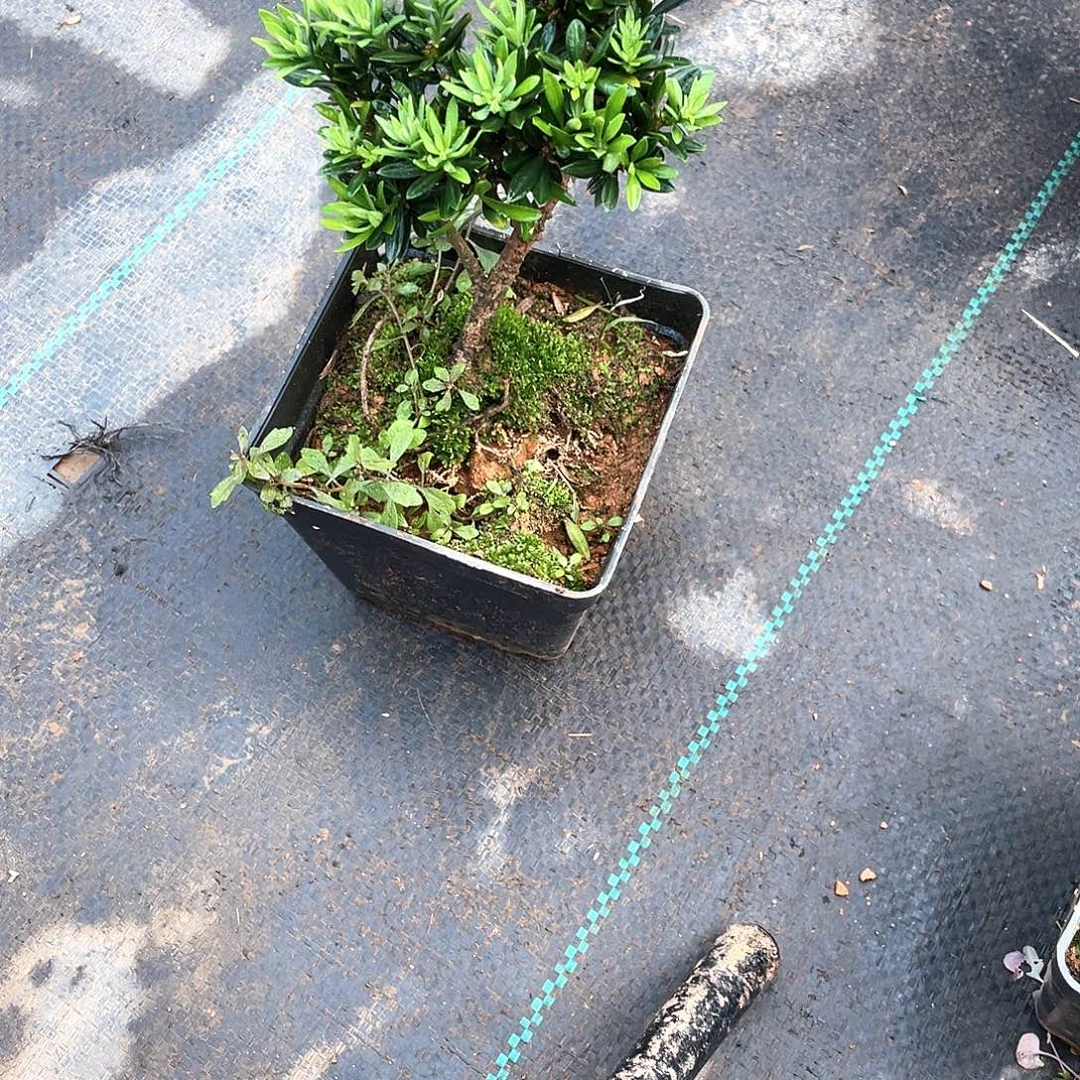 南***喜无花朵罗汉松盆景罗汉松