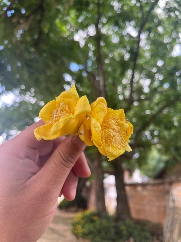 云南下山货金花100克起