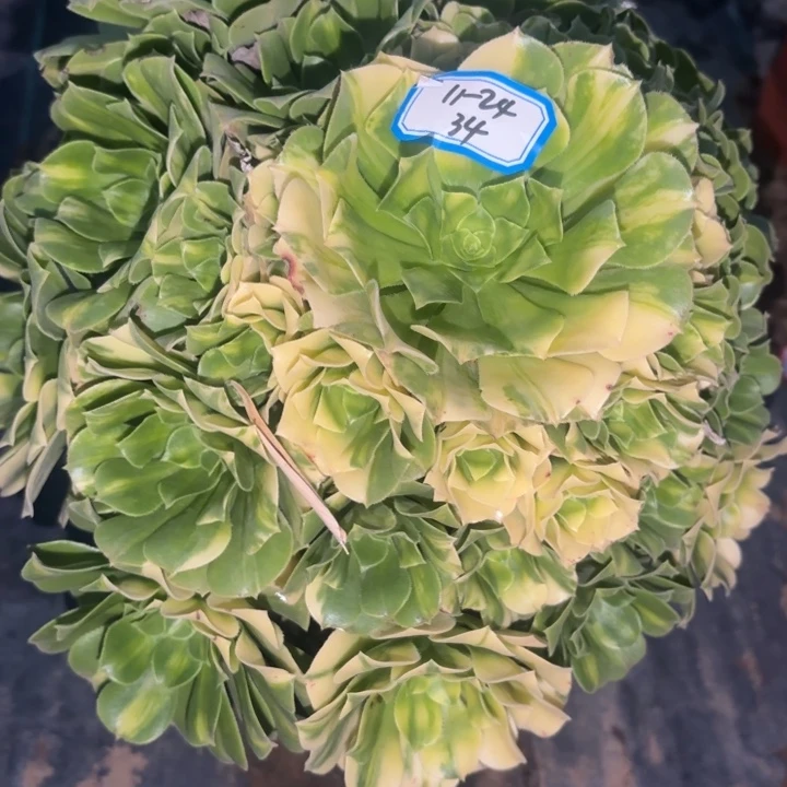 五彩琉璃多肉法师不包损34