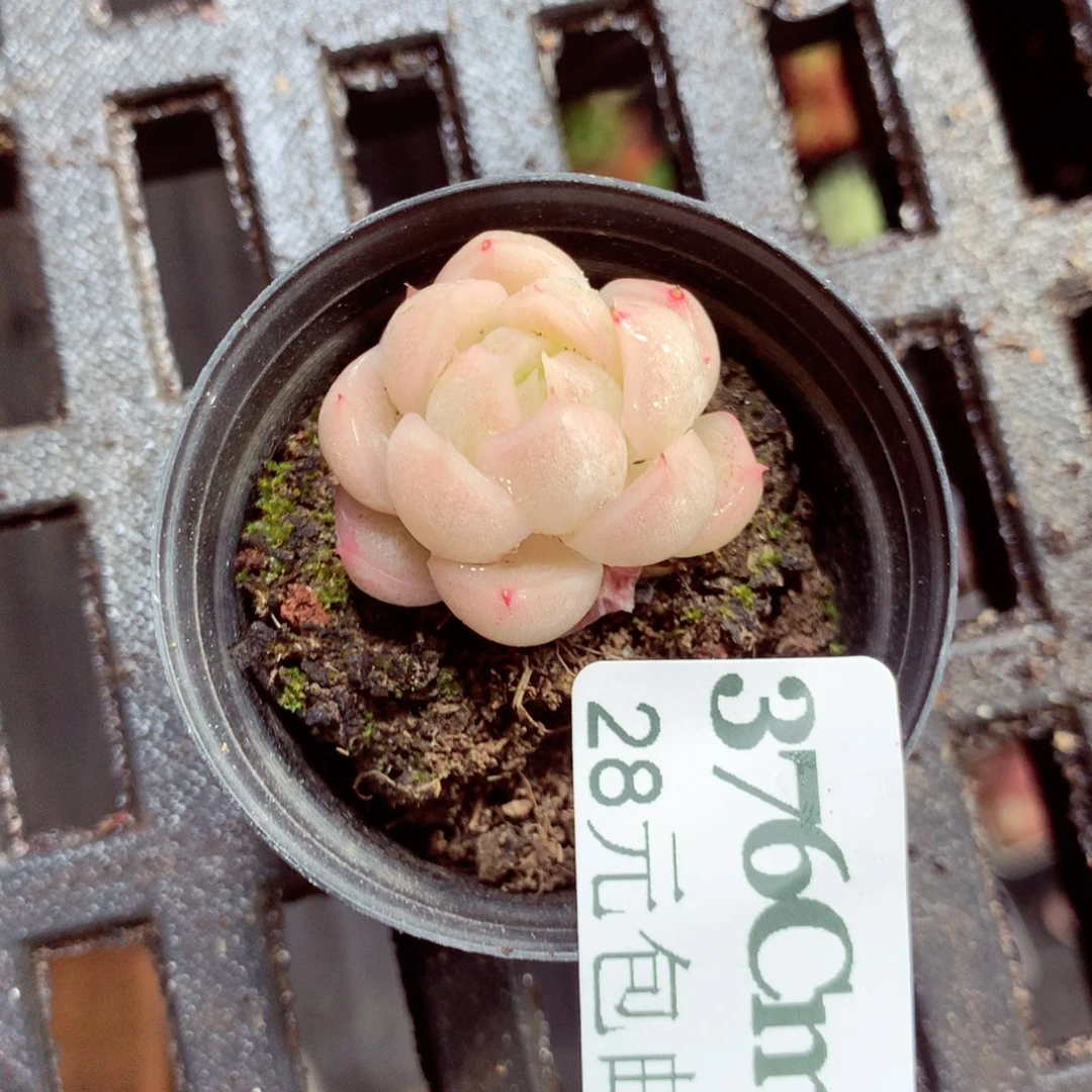 5厘米盆精控多肉376