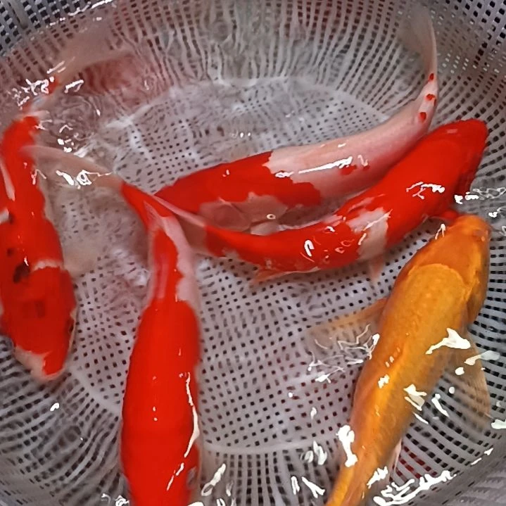锦鲤包邮开箱包活