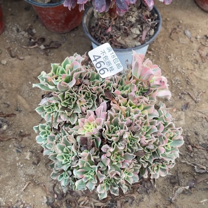 466白凤绣球1号棚