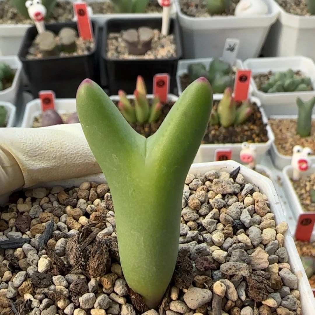 12-21-1-6当天满38包邮起清货黄皮皮卡丘脱土