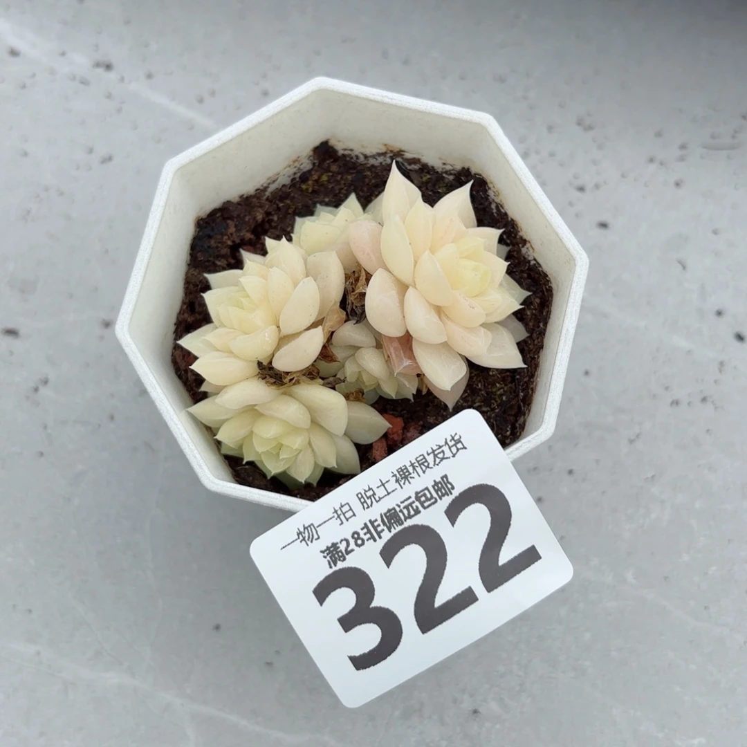 白天鹅麦秆无盆土发货