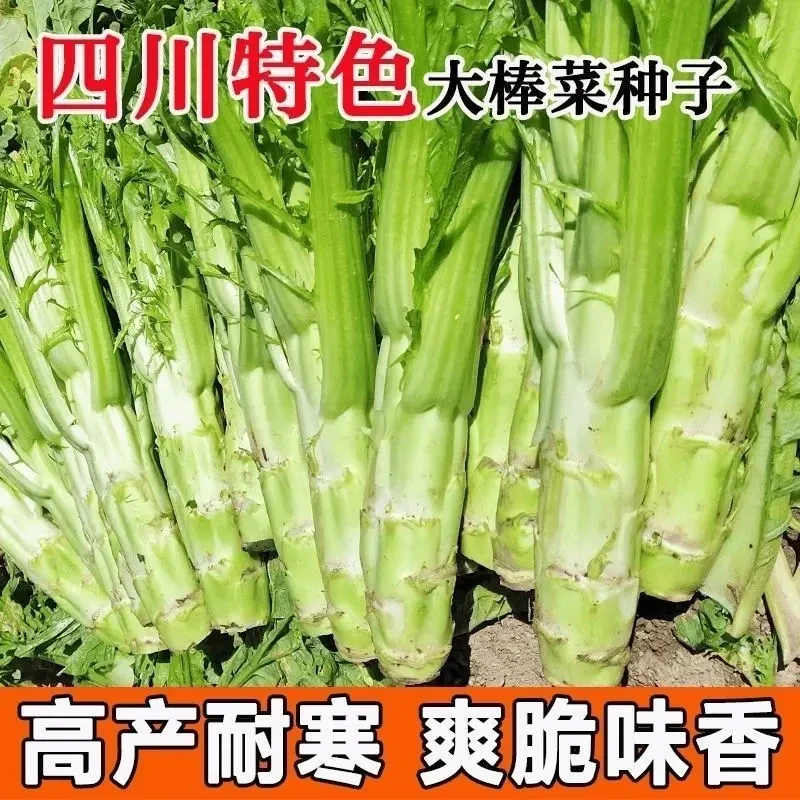棒菜种子四川特色大棒菜春秋季农家种植薄皮棒菜种籽花叶芥菜菜头