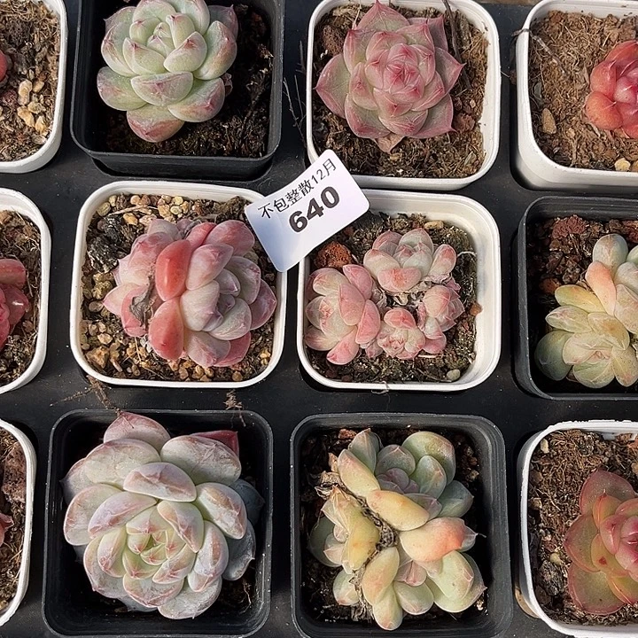 阿雅园艺。    640六颗