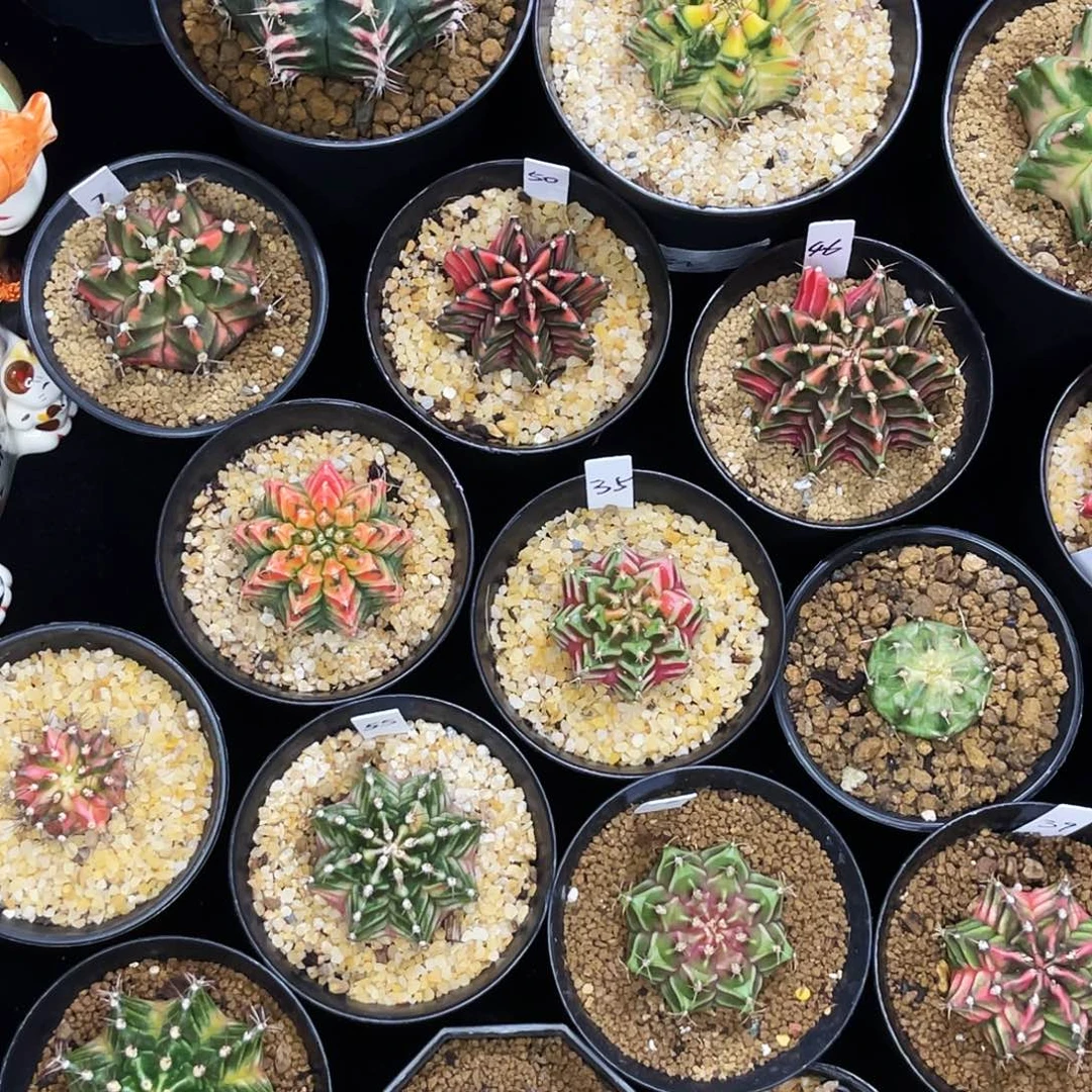 时***步米哈 一物一拍 脱土