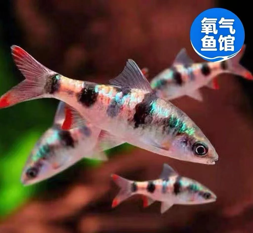 红尾绿荧光鲫原生冷水观赏鱼群游活体好养易活水族草缸鱼