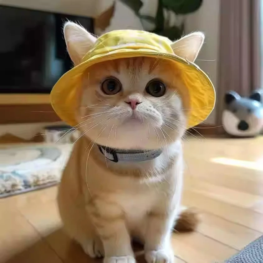 可爱露耳朵猫咪帽子夏季宠物太阳帽英短德文猫帽子小猫渔夫帽