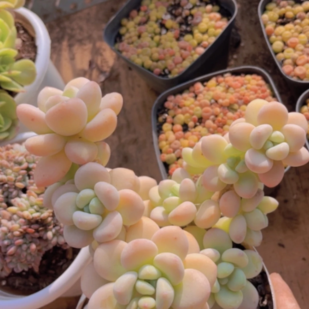 【闪购商品】香水洛神05255