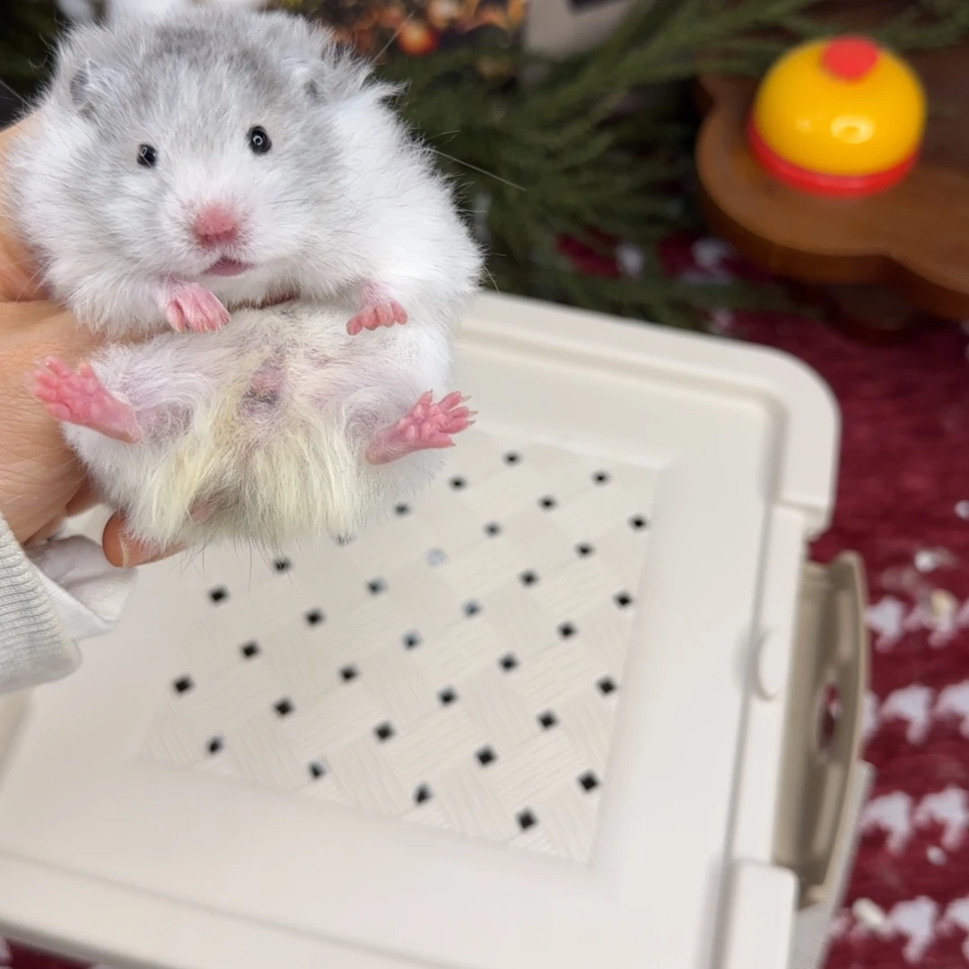 黑波妹妹11.08生日