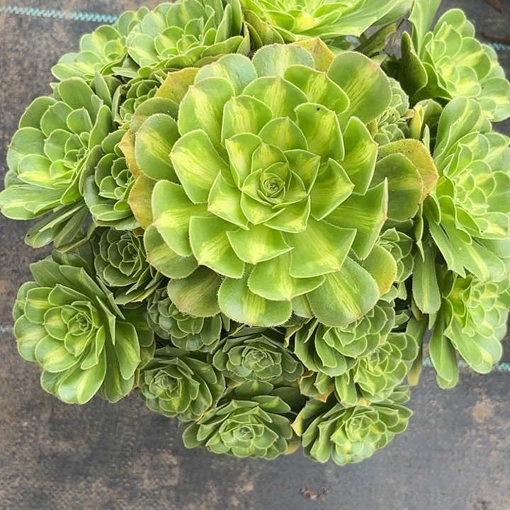 多肉植物翡翠琉璃锦……