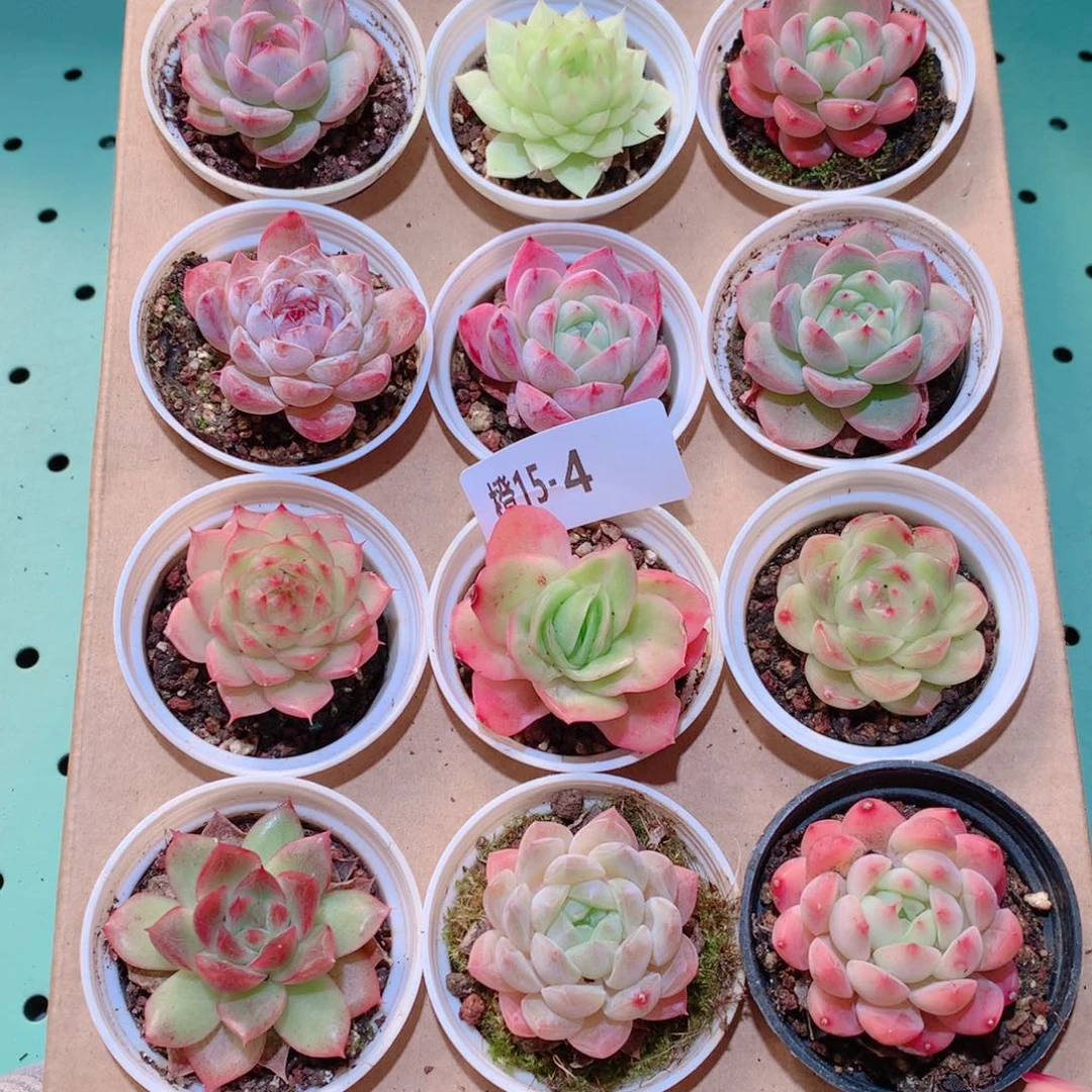 15-4一物一拍多肉带盆18颗