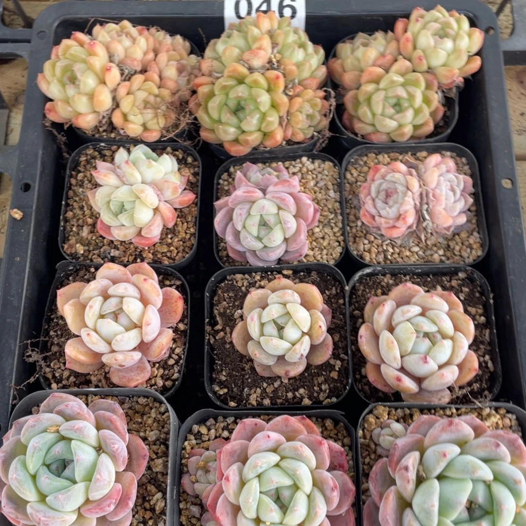 多肉植物十二个精品组046