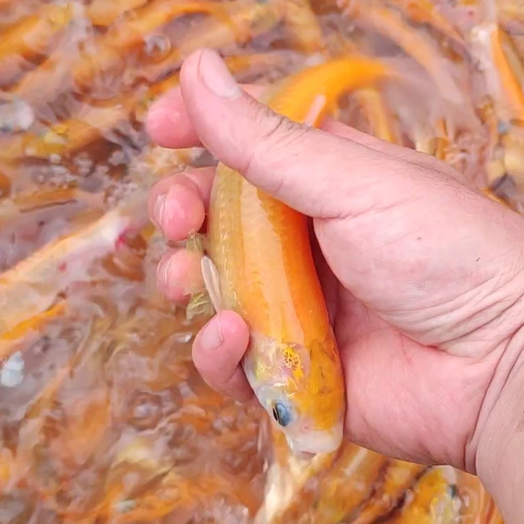 金丝草鱼小鱼四川发货淡水养殖食用观赏均可