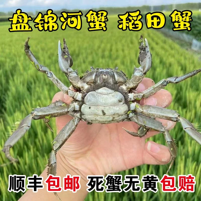 【活蟹】盘锦河蟹 稻田蟹 1两母蟹3斤鲜活水产 顺丰包邮中秋礼品