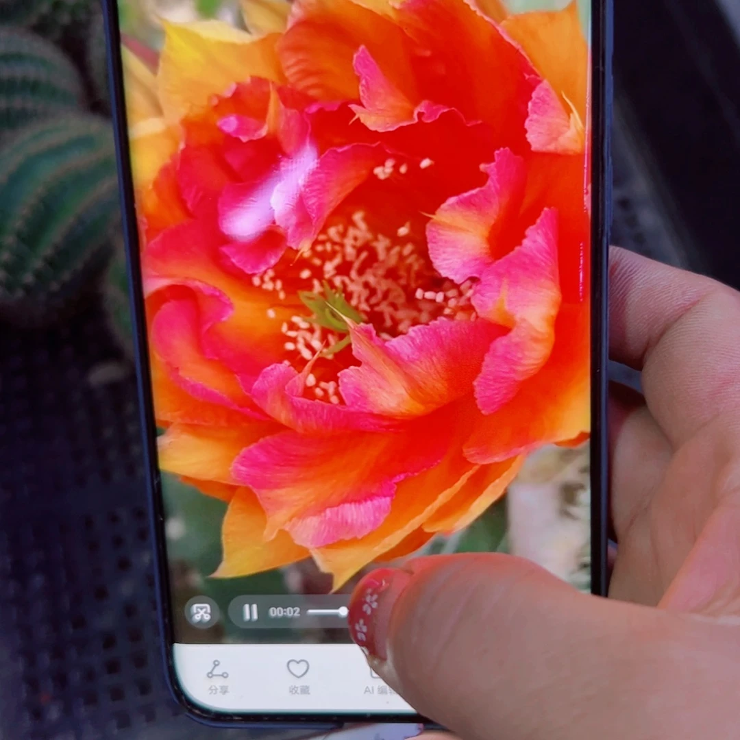 下22彩草彩虹糖无根侧芽4公分左右20包邮