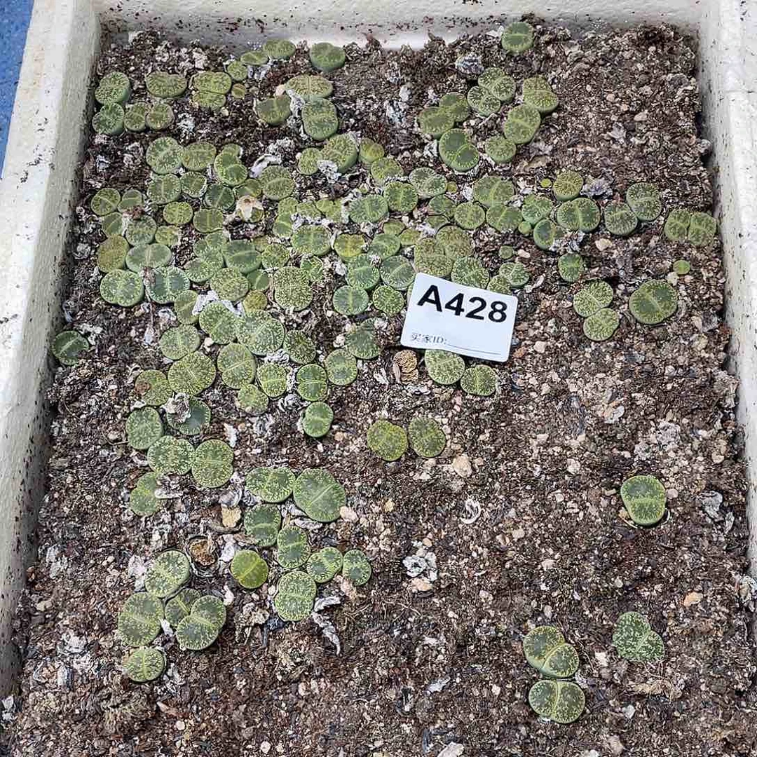 绿弁天清筐脱土428