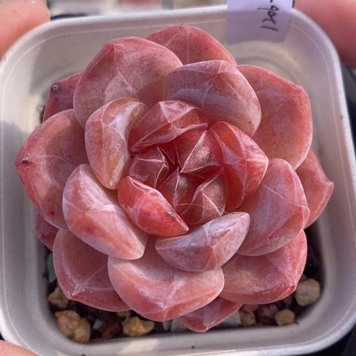 1206-23，粉魄多肉