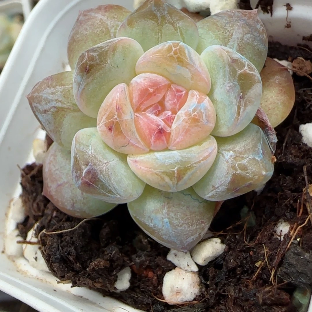 小卡拉米糖心一物一拍