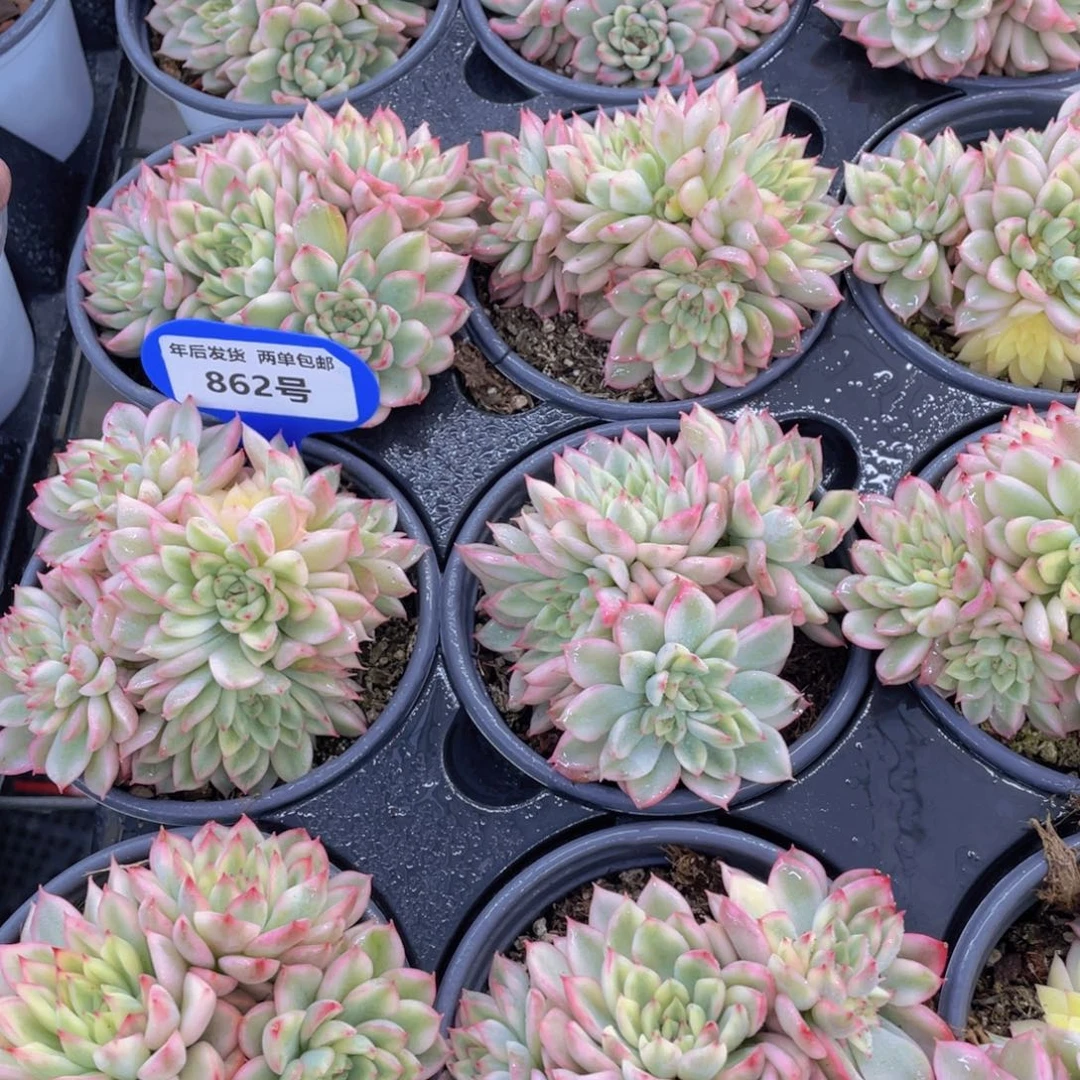 862号 精品女雏锦多头群一个