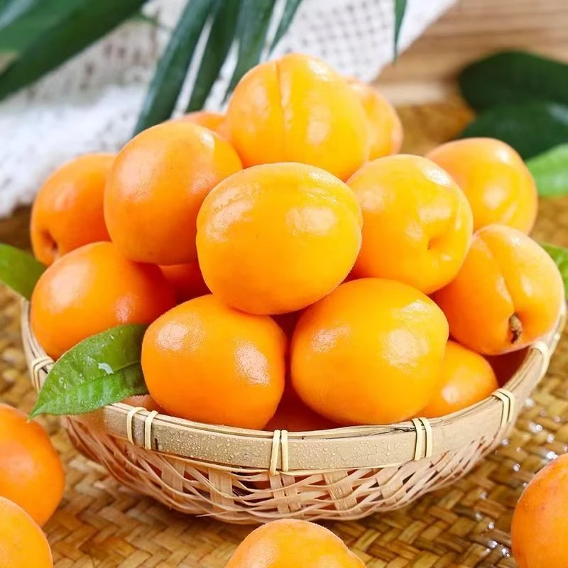 杏子水果新鲜正宗大黄杏应季孕妇水果酸甜金太阳黄杏子整箱包邮