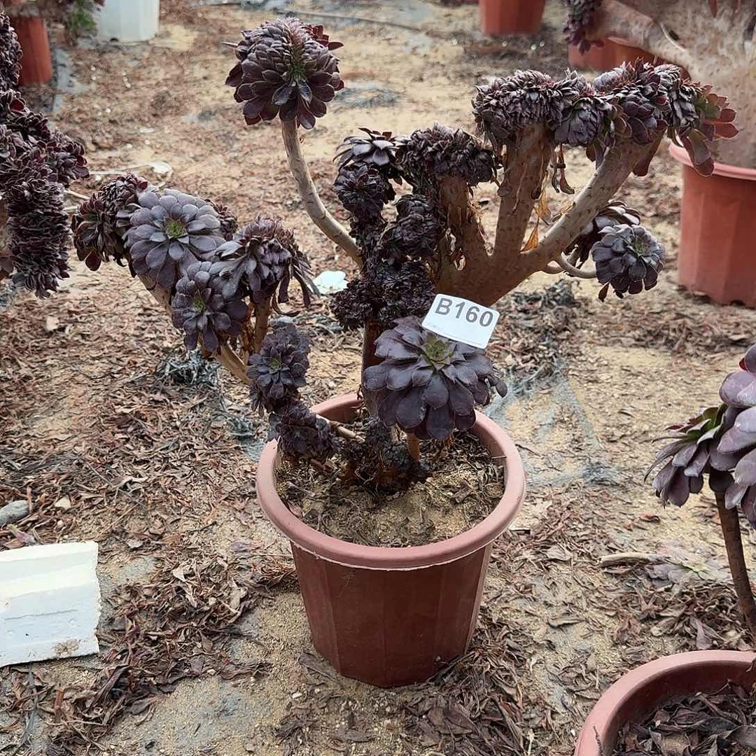 160黑法师有伤一颗呀呀