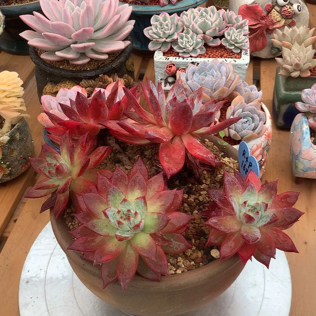 布兰迪杂布兰迪杂
