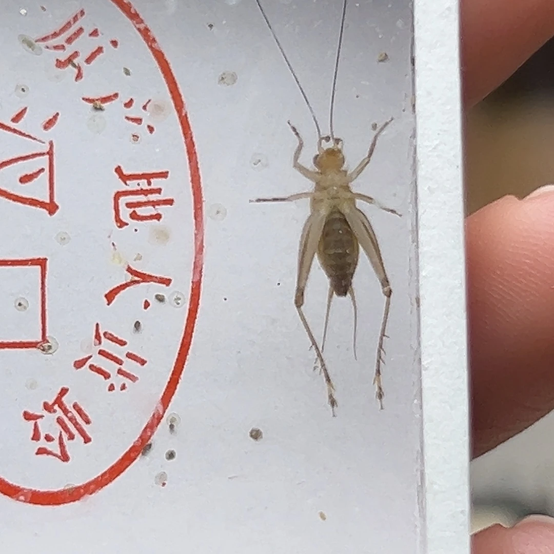 黄蛉哈哈哈哈哈好家伙好家伙