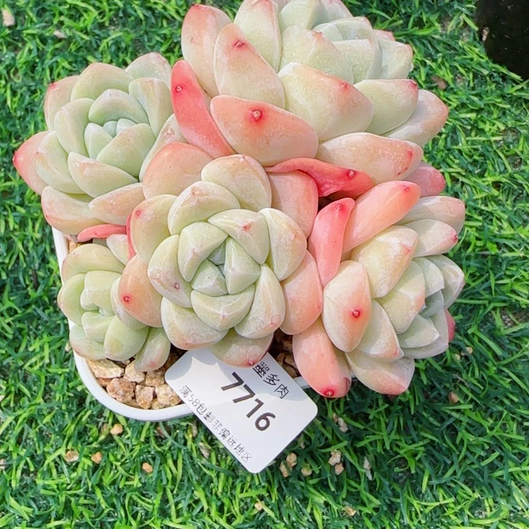 冰玉无砍，7716多肉植物