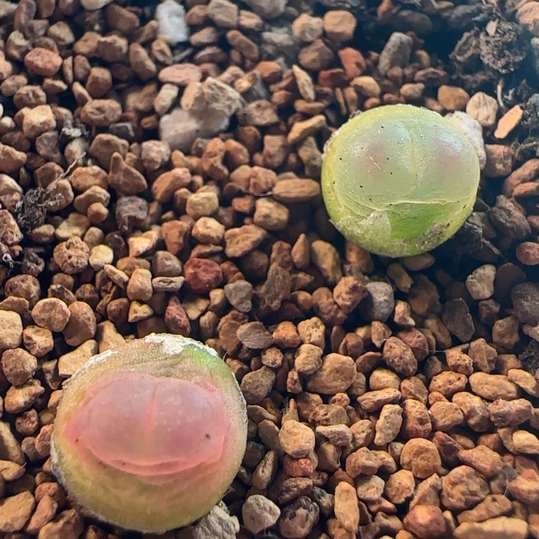 1503/尺寸0.7+/紫皮拉登/