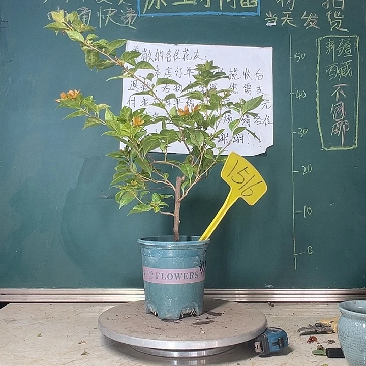 当前无花栽培后可以开花 沙斑女郎  1516