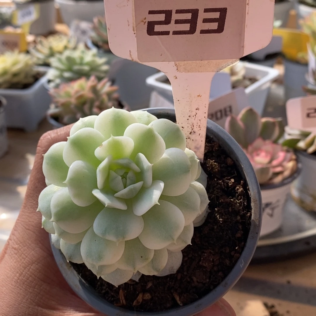 233静夜哈哈哈哈哈