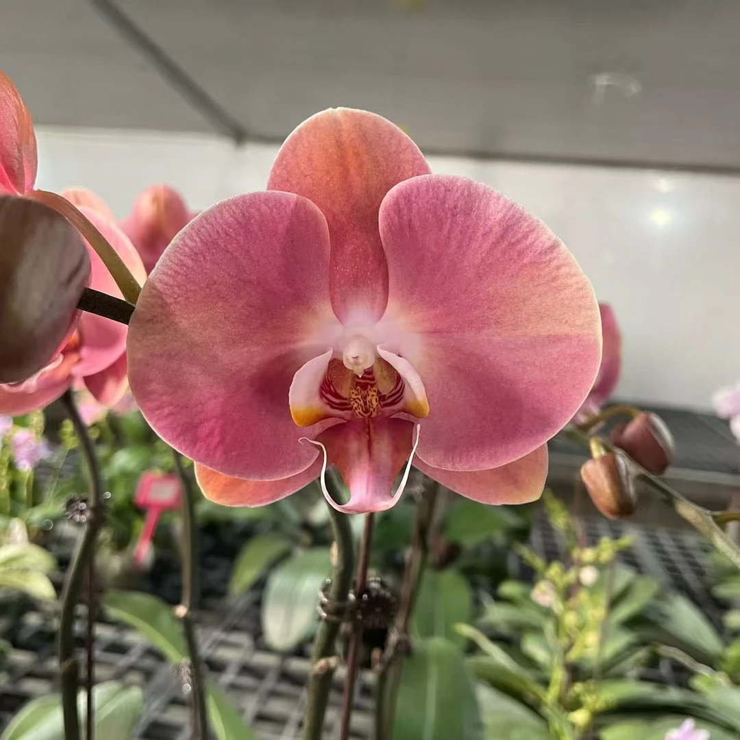 3寸 大鲑鱼-开花株【单剑】 蝴蝶兰 精致复古