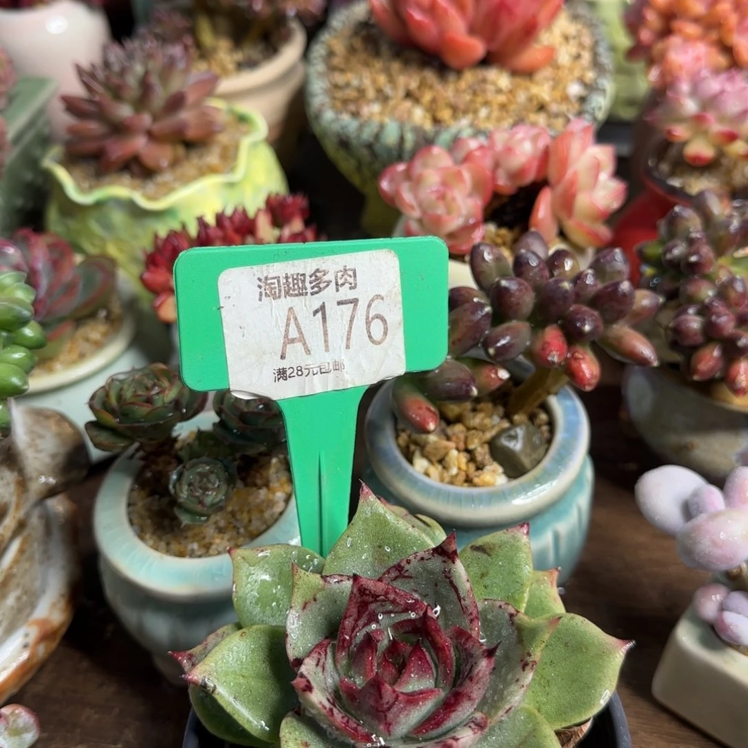 多肉植物绿色戒指，诺娃杂交石化