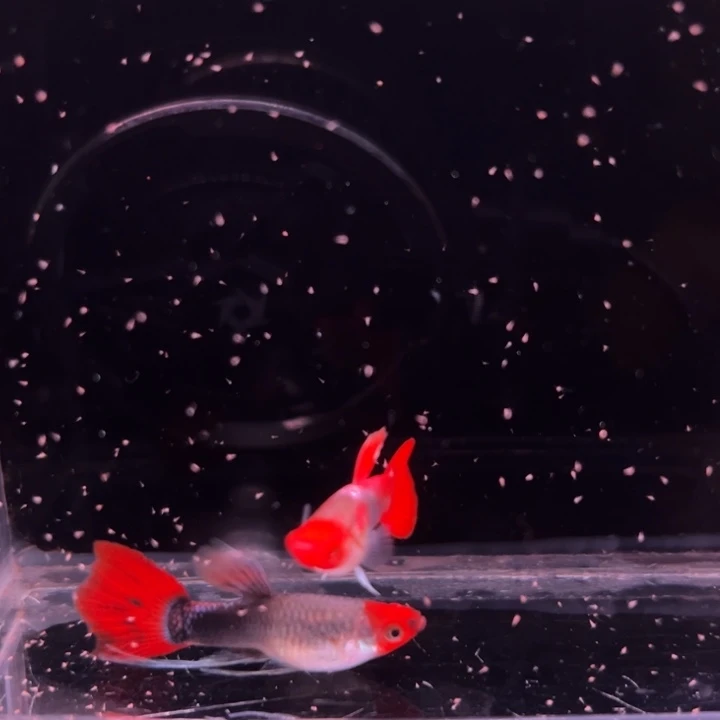 孔雀鱼深海蓝贵族大C1对