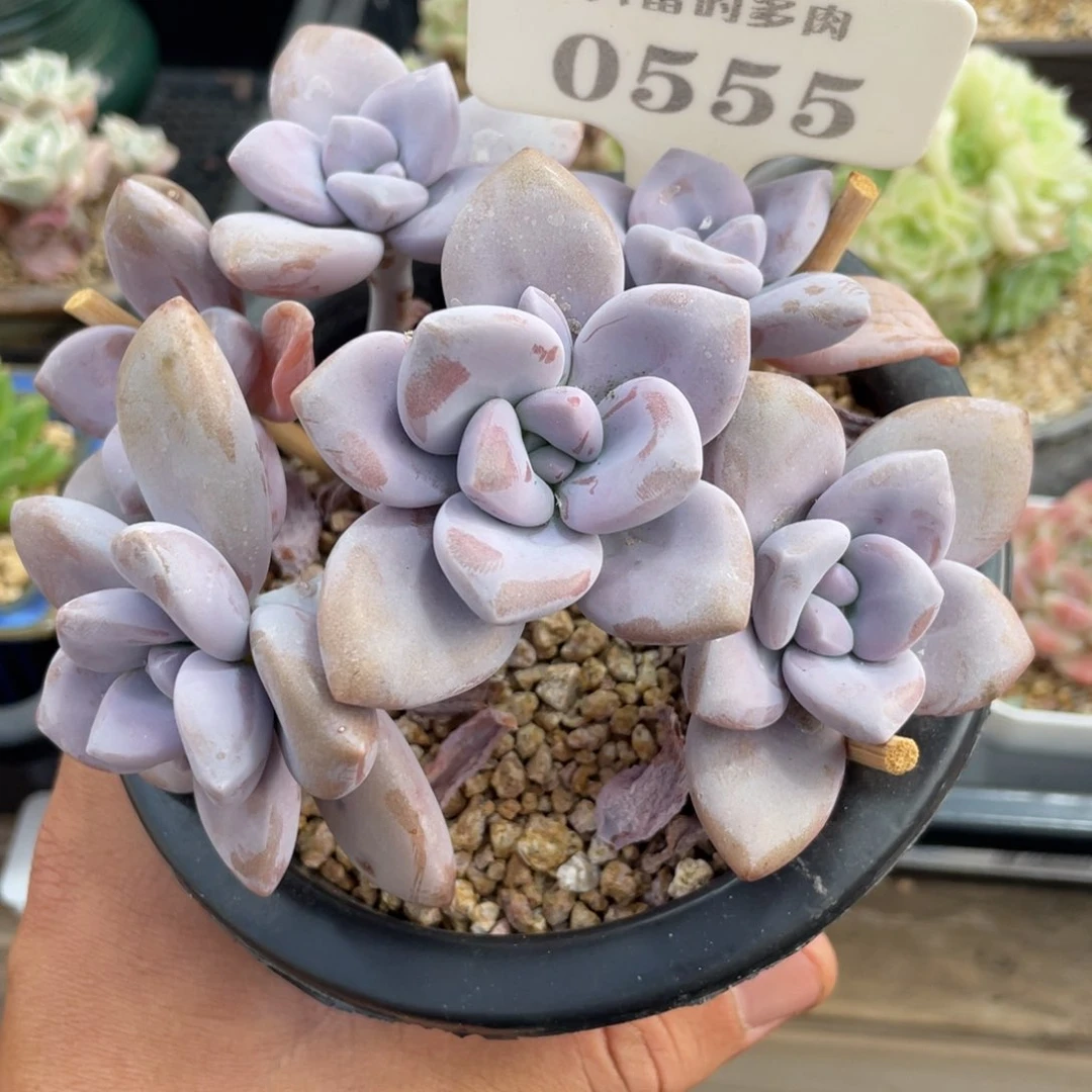 0555桃霜不带盆12厘米