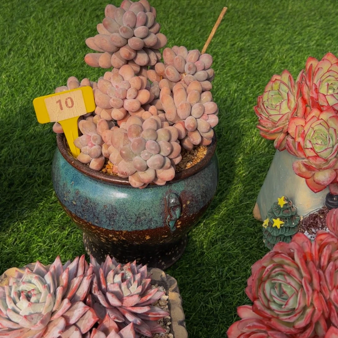 可**贝汤圆老庄10号多肉植物