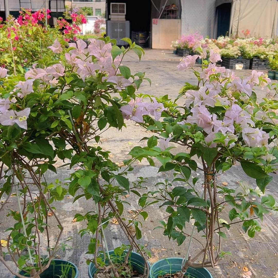当前无花栽培后可以开花苹果花带竹一棵