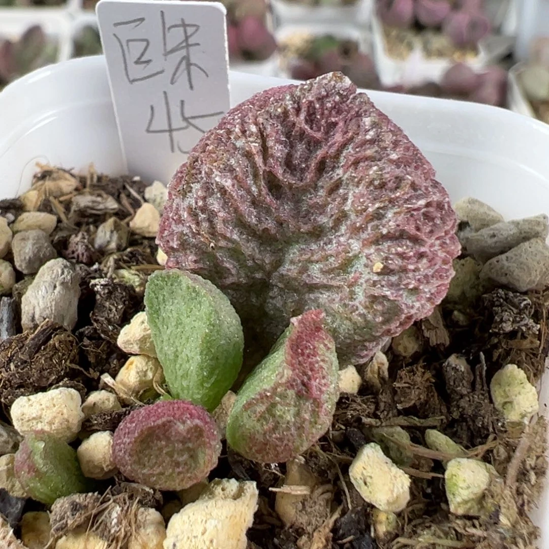 w巨猪宝多肉植物水泡