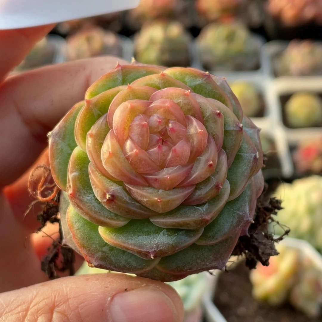 342号糖心冰心珍妮 冻唇蜜