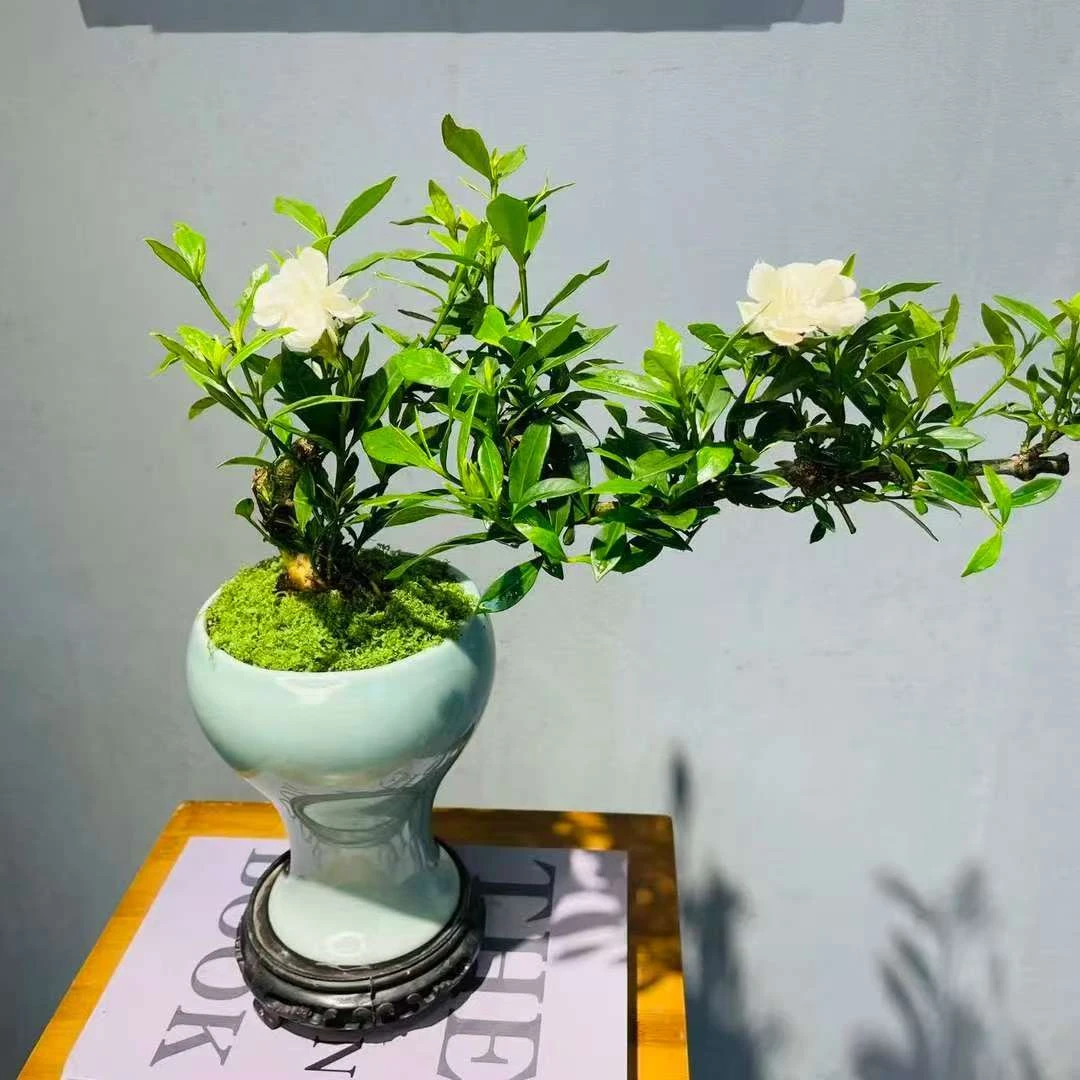 悬崖造型飘枝清誉栀子花盆景+陶瓷盆+接水盘