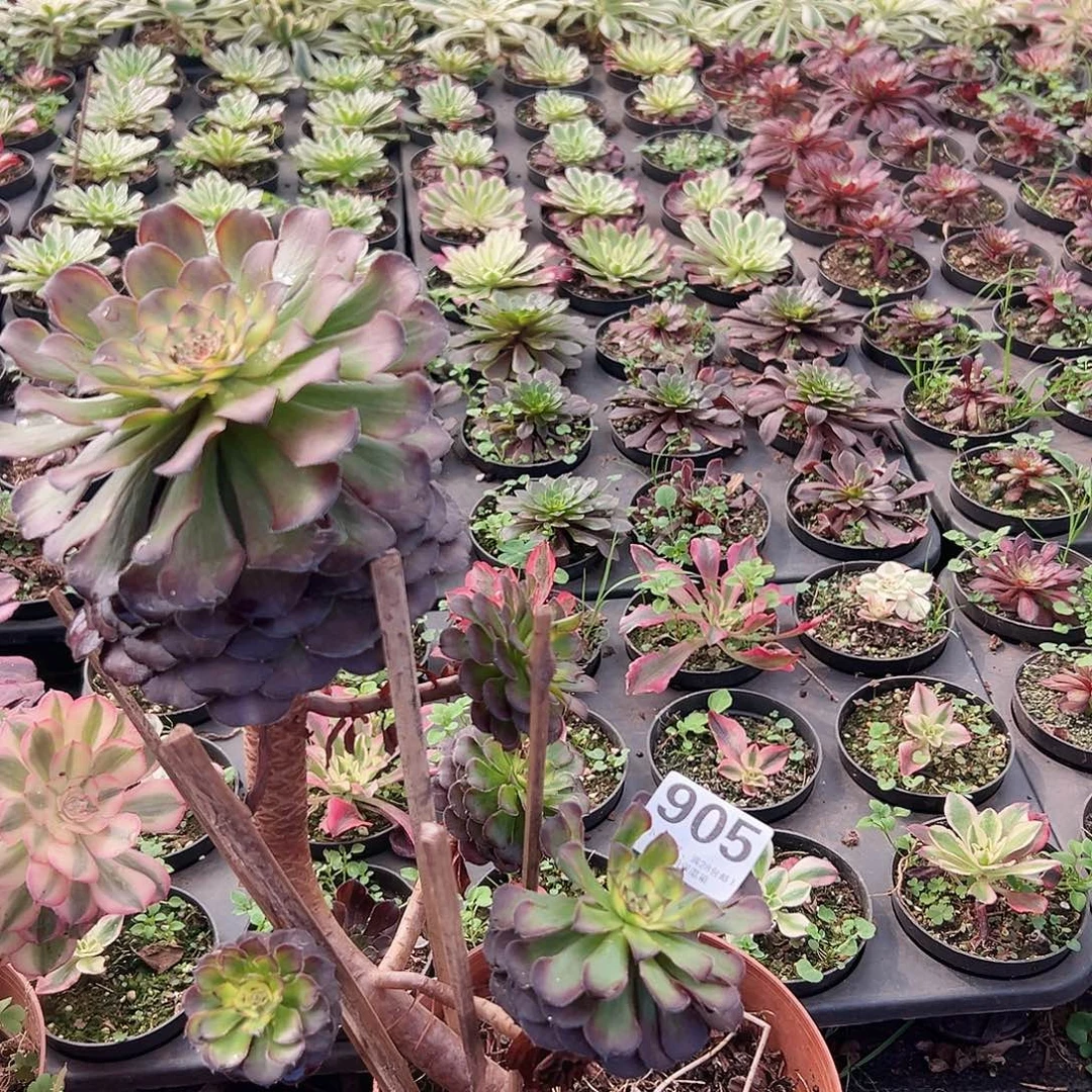 多肉植物905多肉植物