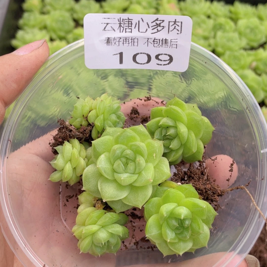 云糖心多肉植物109