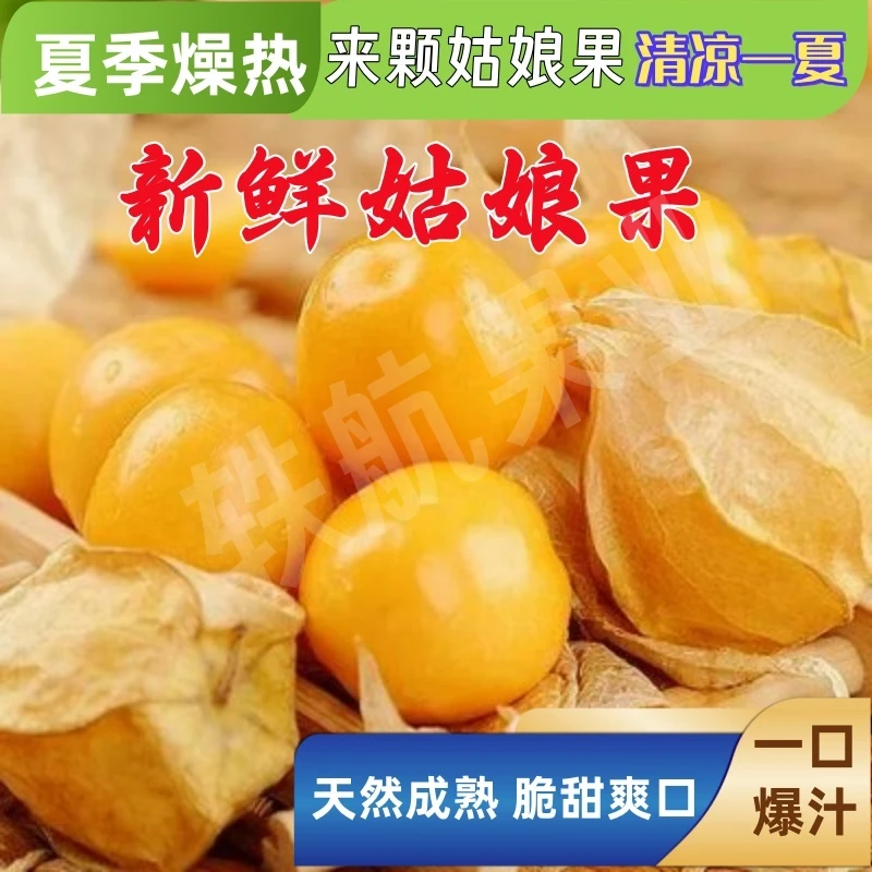 东北新鲜水果菇娘果现货姑娘果灯笼果新鲜大果黄姑娘果洋姑娘应季