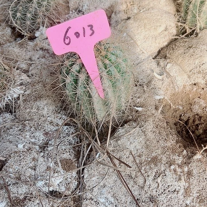 珑***月毛花柱706 带根   6013