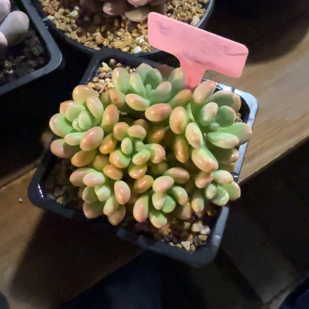 阳光玫瑰11111111111111111111