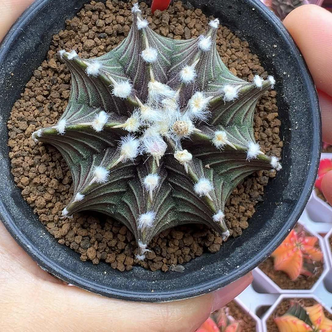 38-黑肋骨带盆发货