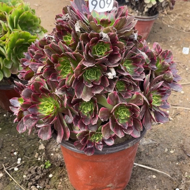 无花朵909多肉植物安娜