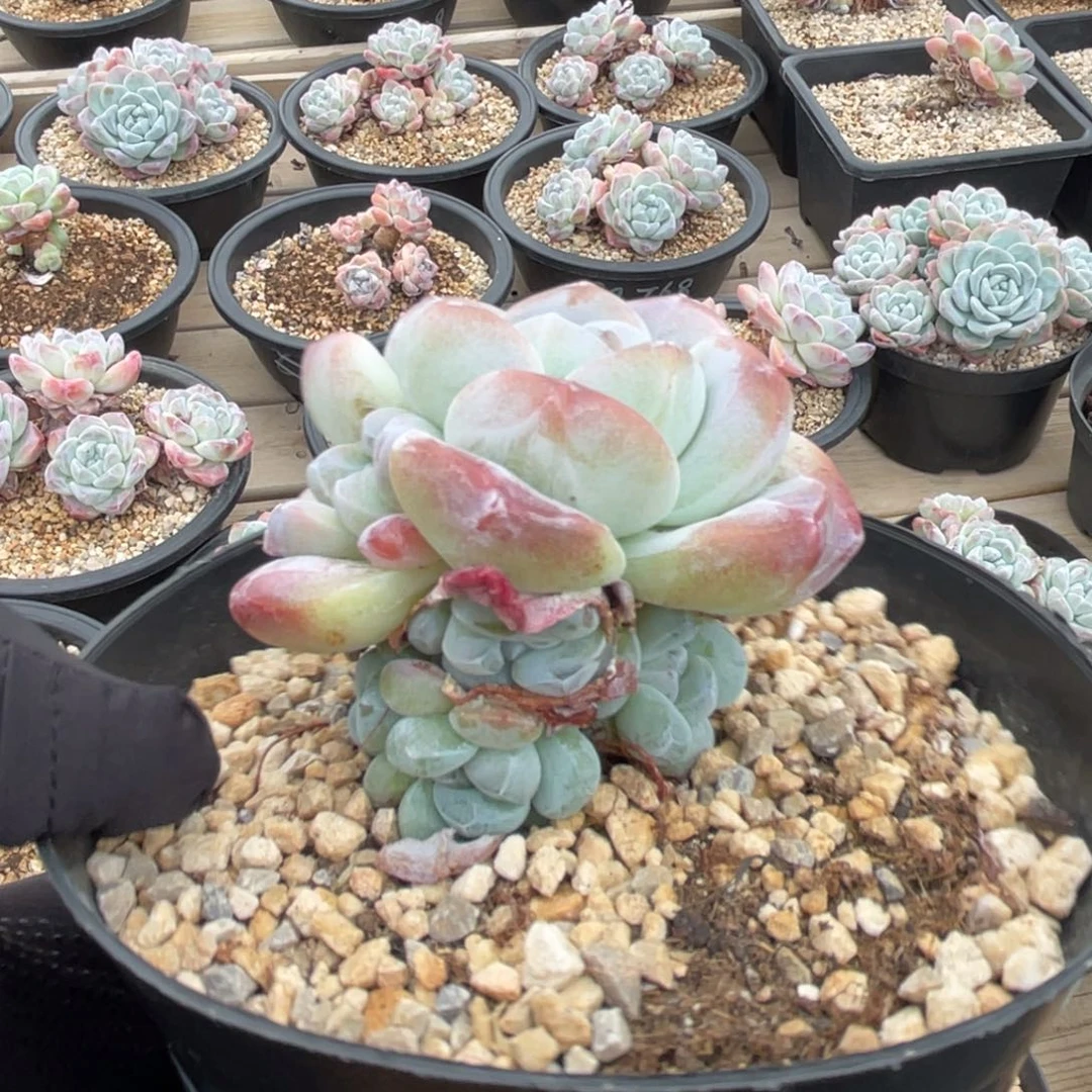 冰玉潜力股捧花满68包邮